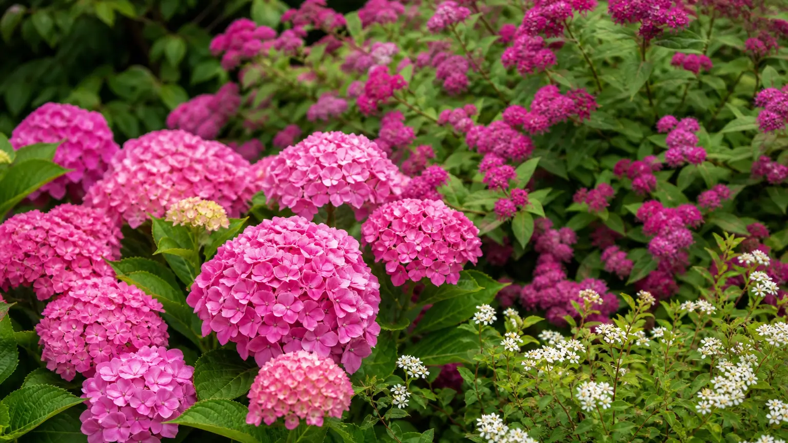 Flowering shrubs in full bloom in a Michigan garden.
