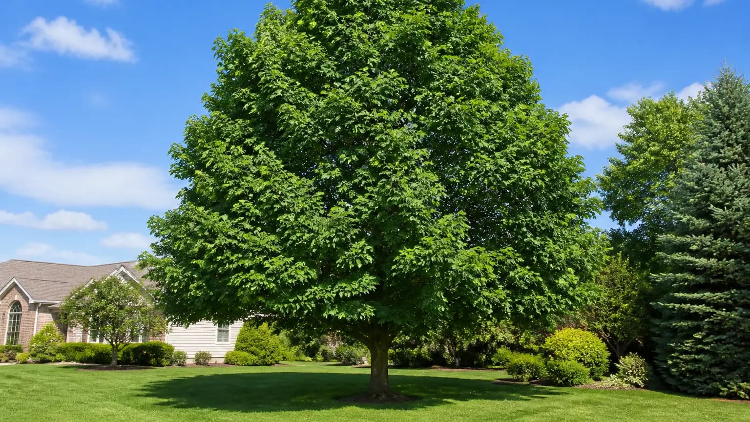 Healthy mature shade tree in a well-kept yard.